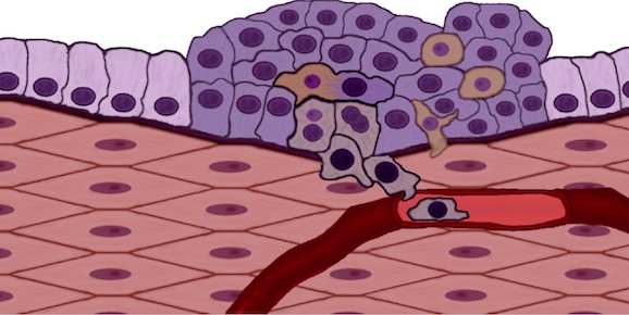 cell fusion model